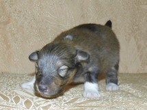 puppies