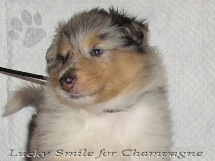 puppies