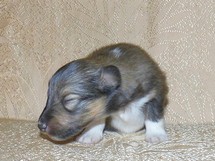 puppies