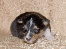 puppies