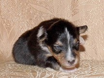 puppies