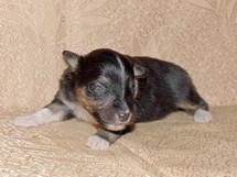 puppies