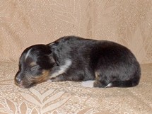 puppies