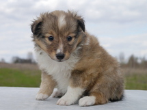 puppies