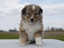 puppies