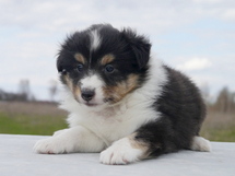 puppies
