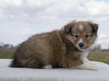 puppies