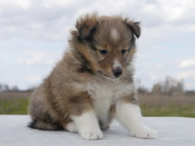 puppies