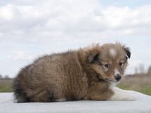 puppies