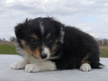 puppies