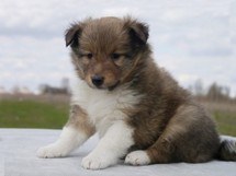 puppies