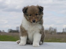 puppies