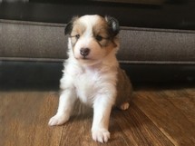 puppies