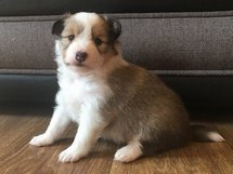 puppies