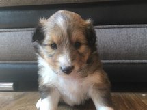 puppies