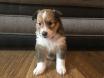 puppies
