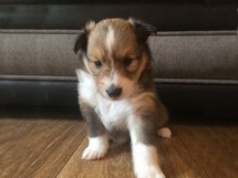 puppies