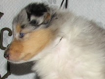 puppies