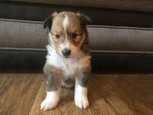 puppies