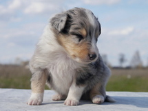puppies