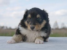 puppies