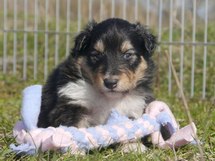 puppies