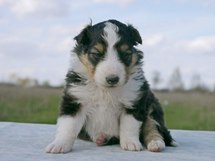puppies
