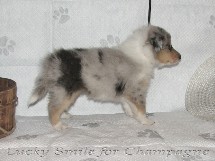 puppies