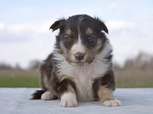 puppies