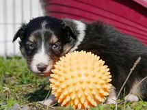 puppies