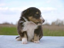 puppies