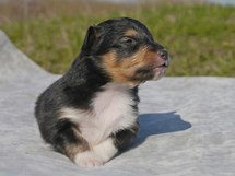 puppies