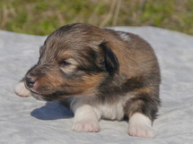 puppies