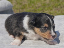 puppies