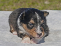 puppies