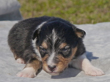 puppies