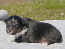 puppies