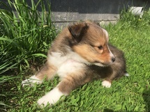 puppies
