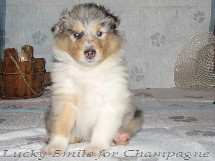 puppies