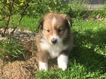 puppies