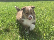 puppies