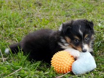puppies