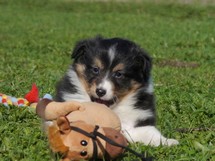 puppies