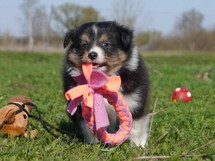 puppies