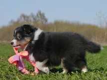 puppies
