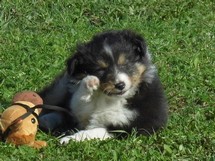 puppies