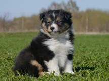 puppies