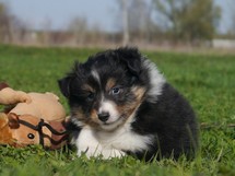 puppies