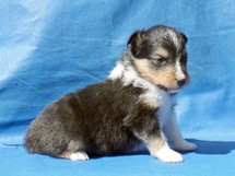 puppies