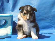 puppies